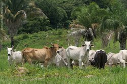 Rinder auf der Weide in Brasilien
