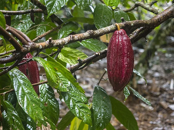 Ripe cacao fruits on cacao tree Ripe cacao fruits on cacao tree