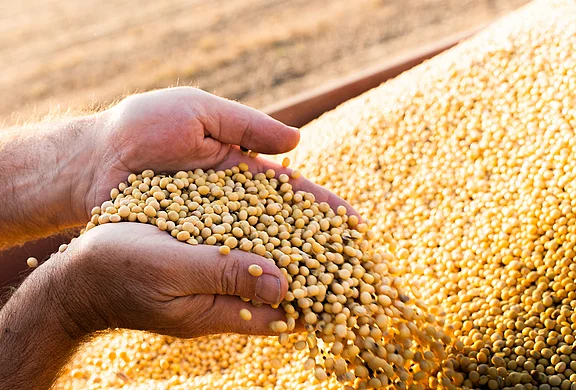 Hands of peasant holding soy beans after harvest Hands of peasant holding soy beans after harvest