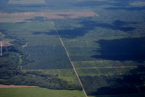 Palmölplantagen Amazonia ecuador 2011_Foto Philip Gondecki (1)