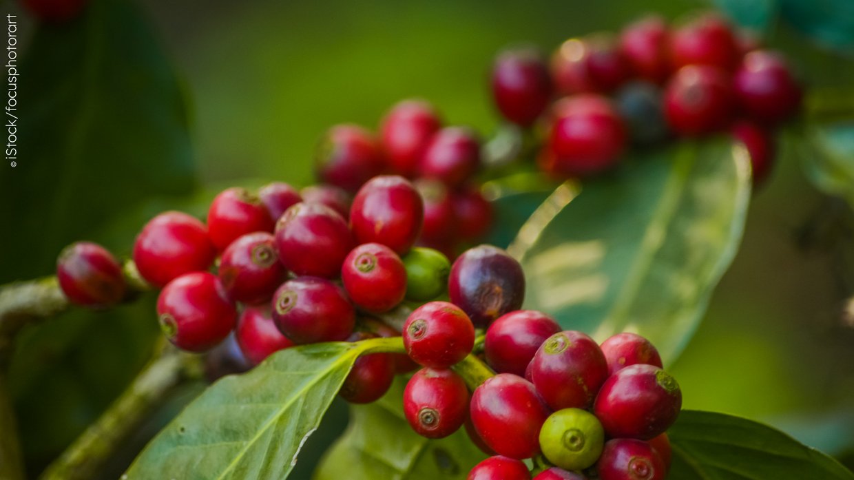 kaffeepflanze, rote beeren