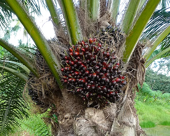 Close up of fresh palm oil fruits, selective focus. Close up of fresh palm oil fruits, selective focus.
