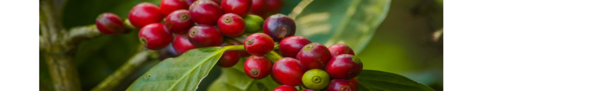 Kaffeepflanze; Kaffee und deren Erzeugnisse fallen unter die EUDR
